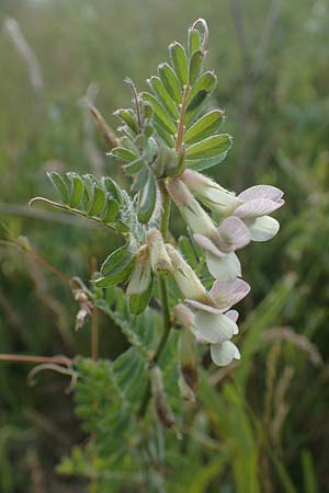 Vicia pannonica subsp. pannonica \ Ungarische Wicke / Hungarian Vetch, D Thüringen, Kölleda 9.6.2022