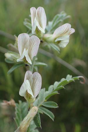Vicia pannonica subsp. pannonica \ Ungarische Wicke / Hungarian Vetch, D Thüringen, Kölleda 9.6.2022