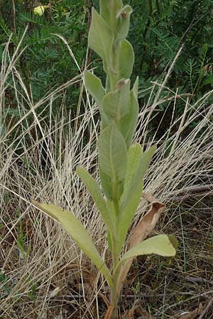 Verbascum phlomoides \ Windblumen-Knigskerze, D Frankfurt-Rödelheim 30.6.2023