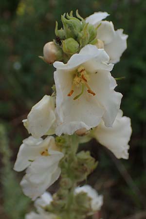 Verbascum phlomoides \ Windblumen-Knigskerze / Orange Mullein, D Frankfurt-Rödelheim 30.6.2023