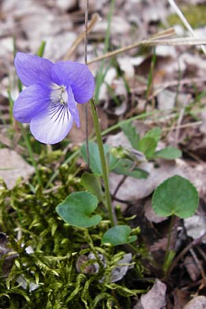 Viola rupestris \ Sand-Veilchen / Teesdale Violet, D Schwetzingen 13.4.2015