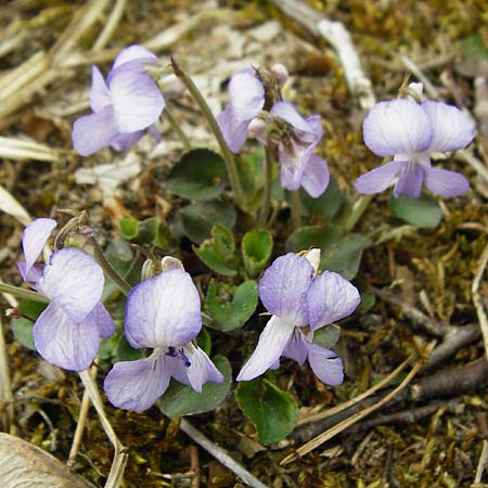 Viola rupestris \ Sand-Veilchen / Teesdale Violet, D Schwetzingen 13.4.2015