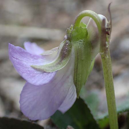 Viola rupestris \ Sand-Veilchen / Teesdale Violet, D Schwetzingen 20.3.2017