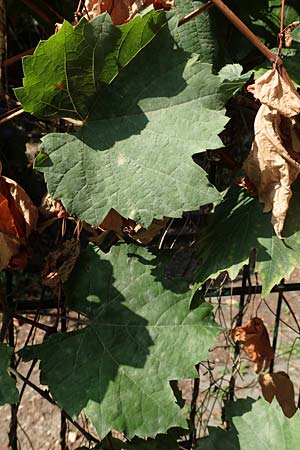 Vitis riparia \ Ufer-Weinrebe, D Frankfurt-Riederwald 5.9.2018