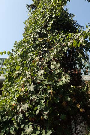 Vitis riparia \ Ufer-Weinrebe, D Frankfurt-Riederwald 5.9.2018