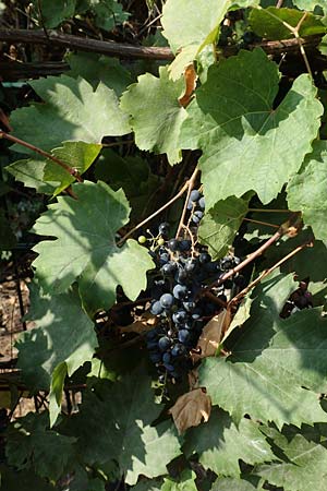 Vitis riparia \ Ufer-Weinrebe, D Frankfurt-Riederwald 5.9.2018