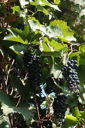 Vitis riparia \ Ufer-Weinrebe / Riverbank Grape, Frost Grape, D Frankfurt-Riederwald 5.9.2018