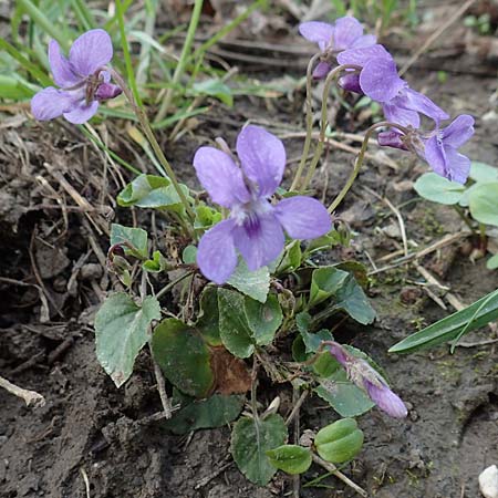 Viola reichenbachiana \ Wald-Veilchen / Early Dog Violet, D Lampertheim 20.3.2020