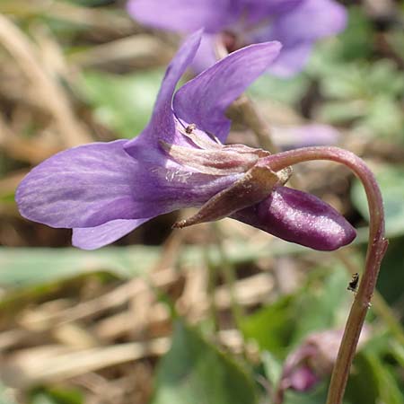 Viola reichenbachiana \ Wald-Veilchen, D Lampertheim 20.3.2020