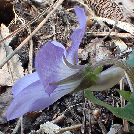 Viola riviniana \ Hain-Veilchen, D Schwetzingen 3.4.2020