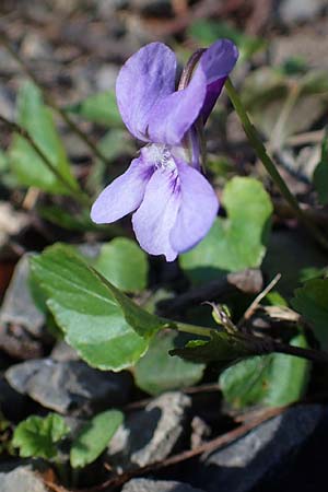 Viola reichenbachiana / Early Dog Violet, D Ludwigshafen 31.3.2021