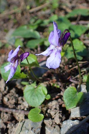 Viola reichenbachiana / Early Dog Violet, D Ludwigshafen 31.3.2021