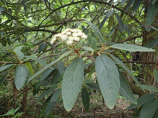 Viburnum rhytidophyllum \ Runzelblttriger Schneeball / Wrinkled Viburnum, D Rauenberg 14.5.2023