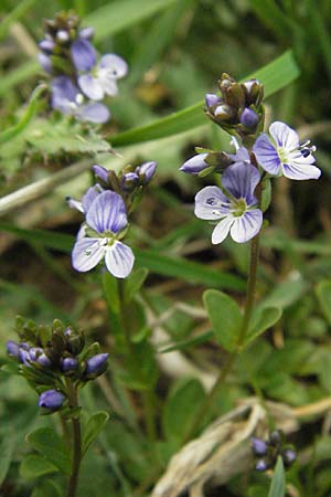 Veronica serpyllifolia \ Quendelblttriger Ehrenpreis, Thymian-Ehrenpreis, D Schwarzwald, Feldberg 18.5.2007