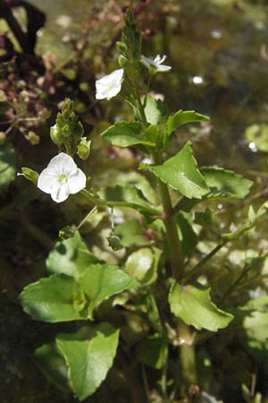 Veronica scardica \ Balkan-Ehrenpreis, Serpentin-Ehrenpreis / Balkan Speedwell, D Botan. Gar.  Universit.  Mainz 4.8.2007