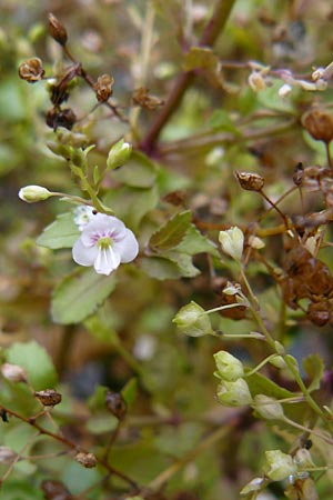 Veronica scardica \ Balkan-Ehrenpreis, Serpentin-Ehrenpreis / Balkan Speedwell, D Botan. Gar.  Universit.  Mainz 13.9.2008