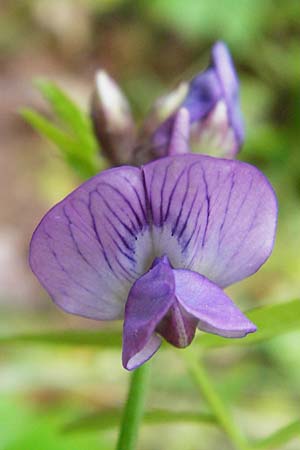 Vicia sepium / Bush Vetch, D Lohr am Main 1.6.2015