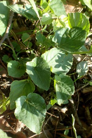 Viola riviniana \ Hain-Veilchen, D Kressbronn 7.5.2016