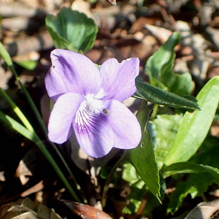 Viola riviniana / Common Dog Violet, D Kressbronn 7.5.2016