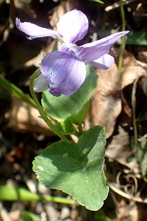 Viola riviniana \ Hain-Veilchen / Common Dog Violet, D Kressbronn 7.5.2016