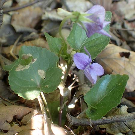 Viola riviniana \ Hain-Veilchen / Common Dog Violet, D Kressbronn 7.5.2016