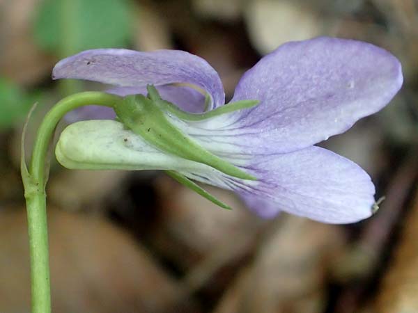 Viola riviniana \ Hain-Veilchen / Common Dog Violet, D Kressbronn 7.5.2016