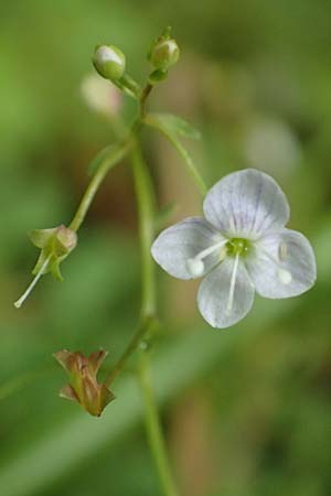 Veronica scutellata / Marsh Speedwell, D Baden-Baden 23.7.2016