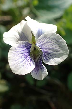 Viola suavis \ Blau-Veilchen, Duftendes Veilchen, D Frankfurt-Niederrad 21.4.2019