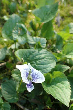 Viola suavis \ Blau-Veilchen, Duftendes Veilchen, D Frankfurt-Niederrad 21.4.2019