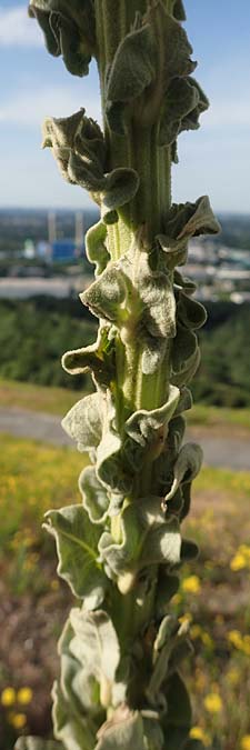 Verbascum speciosum \ Pracht-Knigskerze / Hungarian Mullein, D Herne 14.6.2019