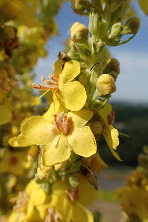 Verbascum speciosum \ Pracht-Knigskerze / Hungarian Mullein, D Herne 14.6.2019