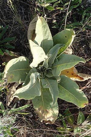 Verbascum speciosum / Hungarian Mullein, D Herne 14.6.2019