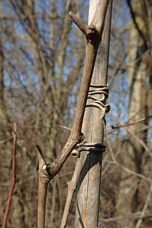 Vitis sylvestris \ Wilde Weinrebe, D Mannheim Reiß-Insel 6.2.2020