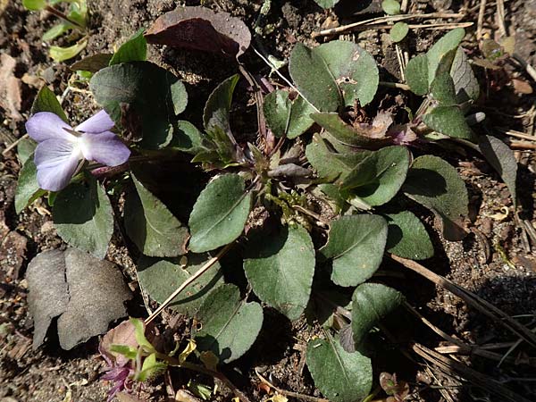 Viola rupestris \ Sand-Veilchen / Teesdale Violet, D Schwetzingen 3.4.2020