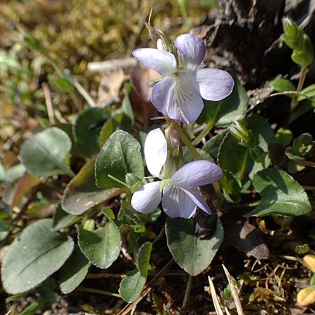 Viola rupestris \ Sand-Veilchen / Teesdale Violet, D Schwetzingen 3.4.2020