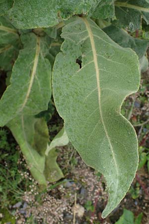 Verbascum speciosum \ Pracht-Knigskerze / Hungarian Mullein, D Mannheim 30.8.2021