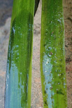 Vallisneria spiralis \ Wasserschraube / Tape Grass, D Grevenbroich 5.9.2021