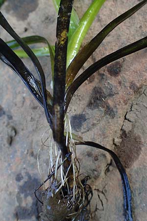 Vallisneria spiralis / Tape Grass, D Grevenbroich 5.9.2021