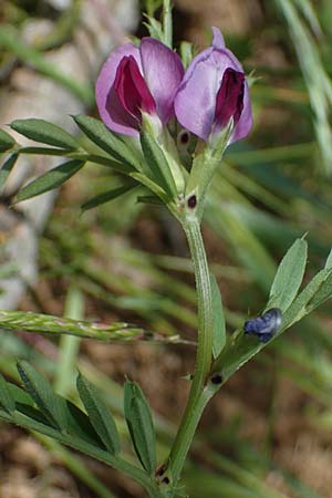 Vicia segetalis \ Korn-Wicke, Getreide-Wicke / Narrow-Leaved Common Vetch, D Hardheim 28.5.2022