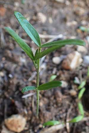 Vicia sepium \ Zaun-Wicke, D Regensburg 21.9.2022