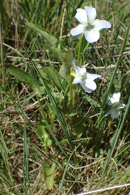 Viola persicifolia \ Pfirsichblttriges Moor-Veilchen / Fen Violet, D Neu-Isenburg 30.5.2023