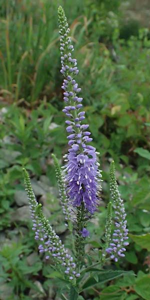 Veronica spicata \ hriger Blauweiderich, hriger Ehrenpreis / Spiked Speedwell, D Lorch am Rhein 28.7.2023