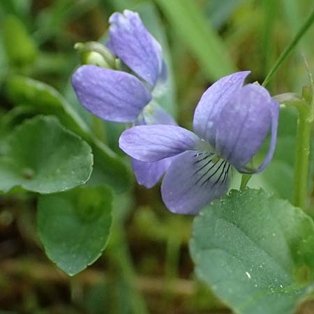 Viola stagnina \ Pfirsichblttriges Moor-Veilchen / Fen Violet, D Pfalz, Speyer 4.5.2024
