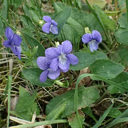 Viola stagnina \ Pfirsichblttriges Moor-Veilchen / Fen Violet, D Pfalz, Speyer 4.5.2024