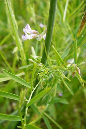 Ervum tetraspermum \ Viersamige Wicke / Smooth Tare, D Dieburg 22.5.2015