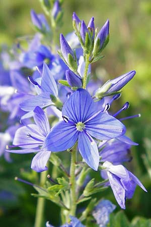 Veronica teucrium / Large Speedwell, D Wurmlingen 3.6.2015