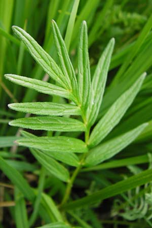 Valeriana pratensis subsp. pratensis \ Wiesen-Arznei-Baldrian / Meadow Valerian, D Oppenheim 9.6.2015