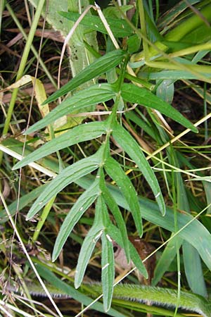 Valeriana pratensis subsp. pratensis \ Wiesen-Arznei-Baldrian, D Oppenheim 9.6.2015