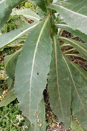 Verbascum thapsus \ Kleinbltige Knigskerze / Great Mullein, Aaron's Rod, D Ludwigshafen 8.7.2015