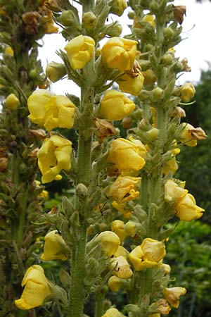 Verbascum thapsus \ Kleinbltige Knigskerze / Great Mullein, Aaron's Rod, D Ludwigshafen 8.7.2015